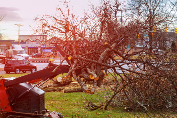 Best Tree Mulching  in Farmingville, NY