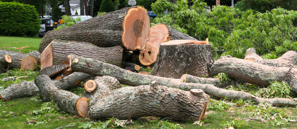 Best Storm Damage Tree Cleanup  in Farmingville, NY