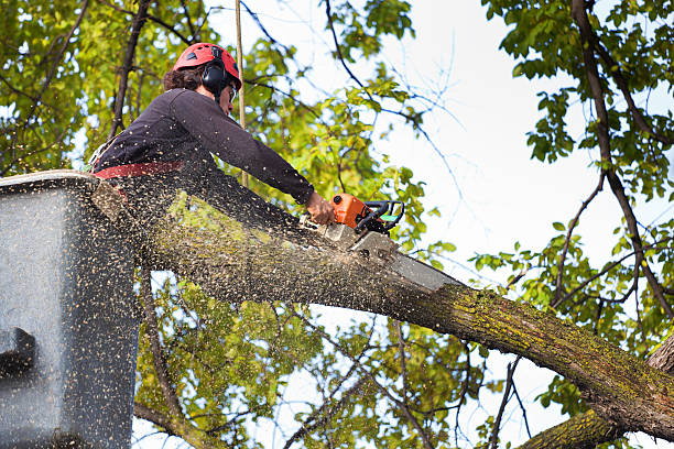 Best Fruit Tree Pruning  in Farmingville, NY