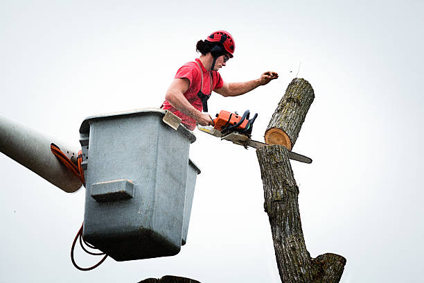 Best Tree Trimming and Pruning  in Farmingville, NY