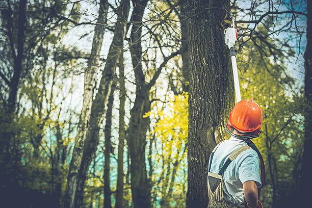 Trusted Farmingville, NY Tree Care Experts
