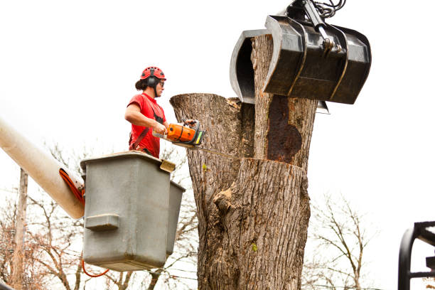Best Leaf Removal  in Farmingville, NY
