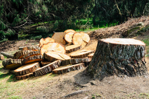 Best Lot and Land Clearing  in Farmingville, NY
